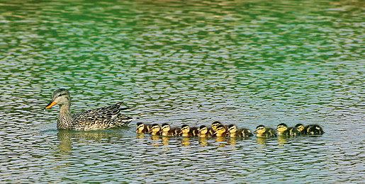 《方舟：生存进化》DLC“维京”今日上线，游戏本体Steam限时免费领